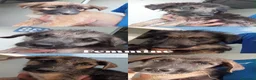 Meticcio cani in regalo: Cuccioli  - Annuncio 1