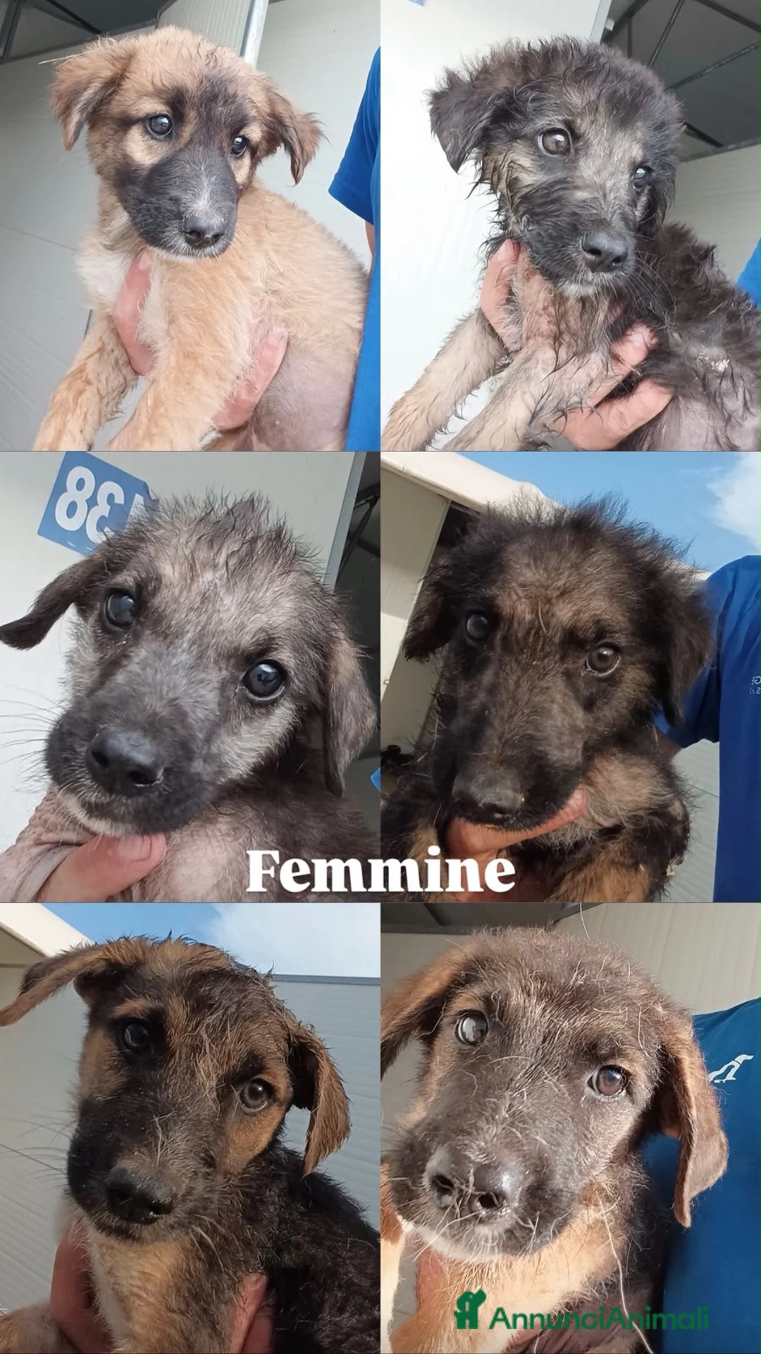 Meticcio cani in regalo: Cuccioli  - Annuncio 1