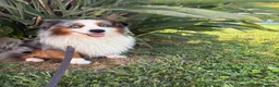 Miniature American Shepherd cani per accoppiamento: Cercasi femmina per accoppiamento  - Annuncio 5