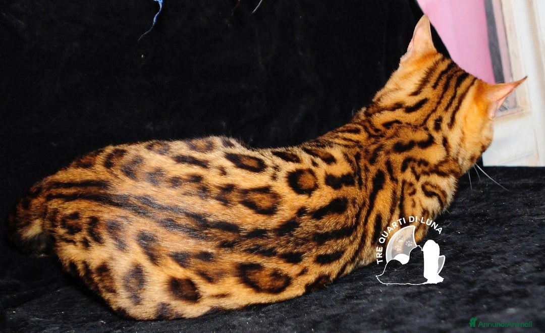 Bengala gatti in vendita: Gatti Bengala Disponibili – Eleganza Selvaggia  - Annuncio 3