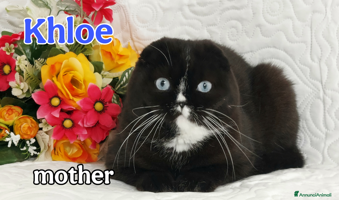 Scottish gatti in vendita: Scottish Fold/Straight  a Provincia di Pavia - Immagine 7