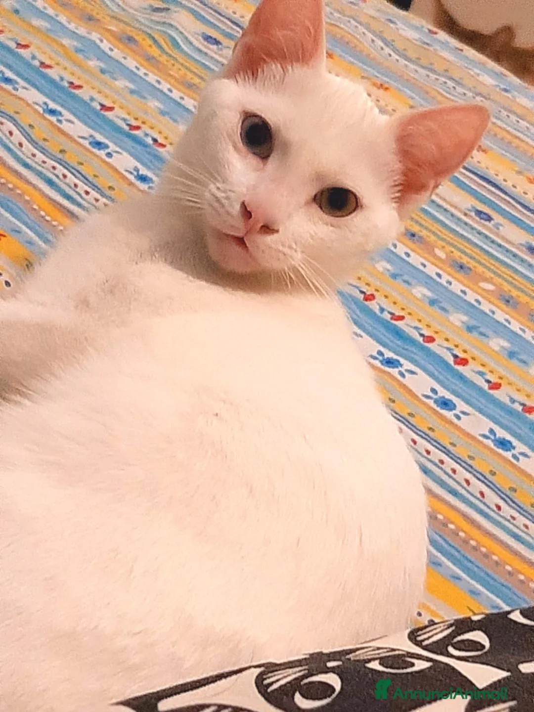 Altre razze gatti in regalo: MARIETTO e SORELLINA LUCIA  - Annuncio 8