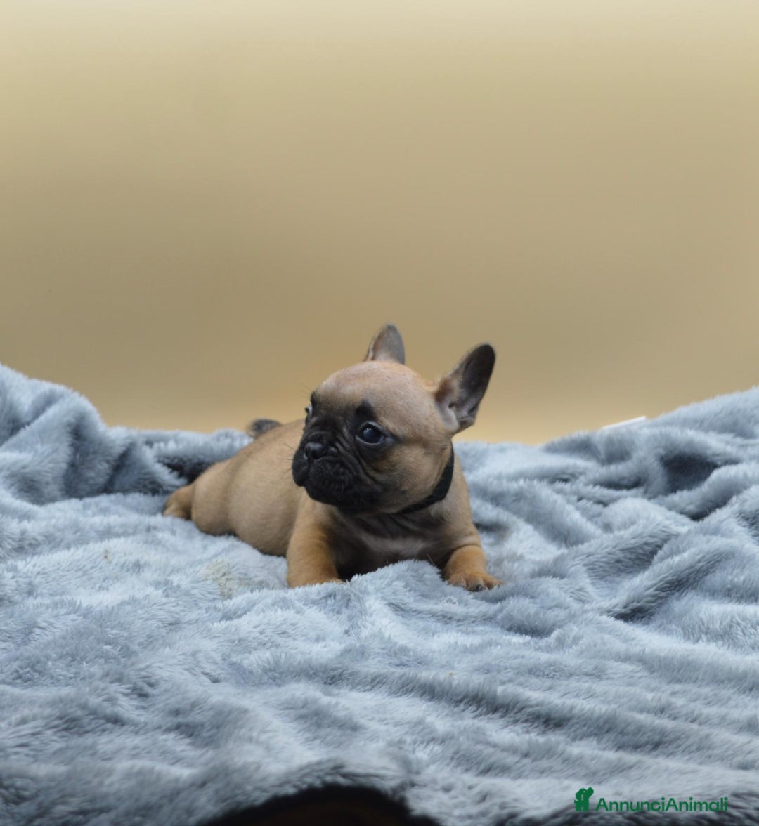 Bulldog Francese cani in vendita: Bouledogue Francese - Annuncio 2
