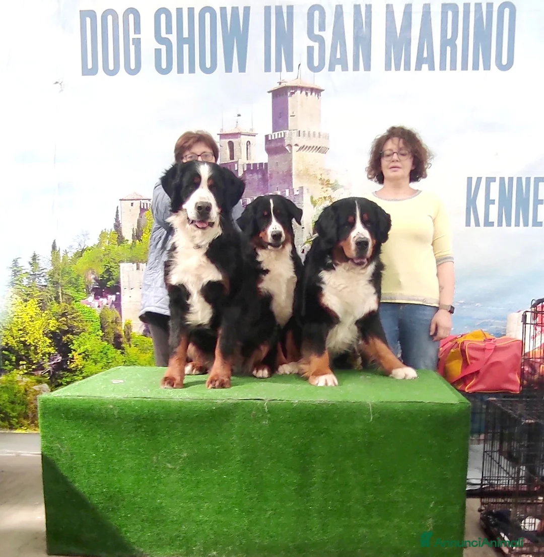 Immagine della galleria {{count}}