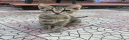 Meticcio gatti in regalo: Gattini cercano casa a Città metropolitana di Catania - Annuncio 3