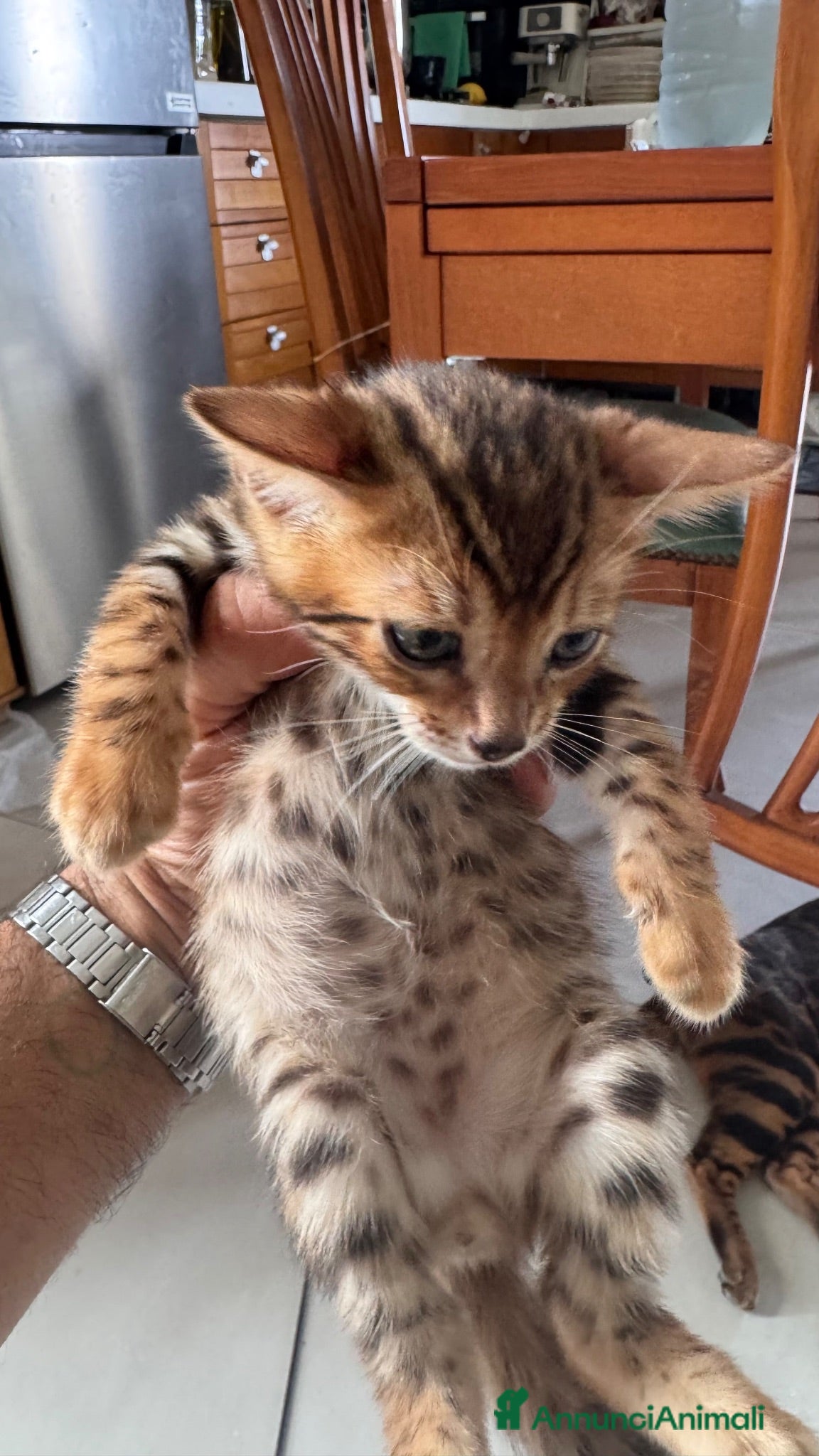 Bengala gatti Bengala splendidi piccoli leopardi CON PEDIGREE - Annuncio 17