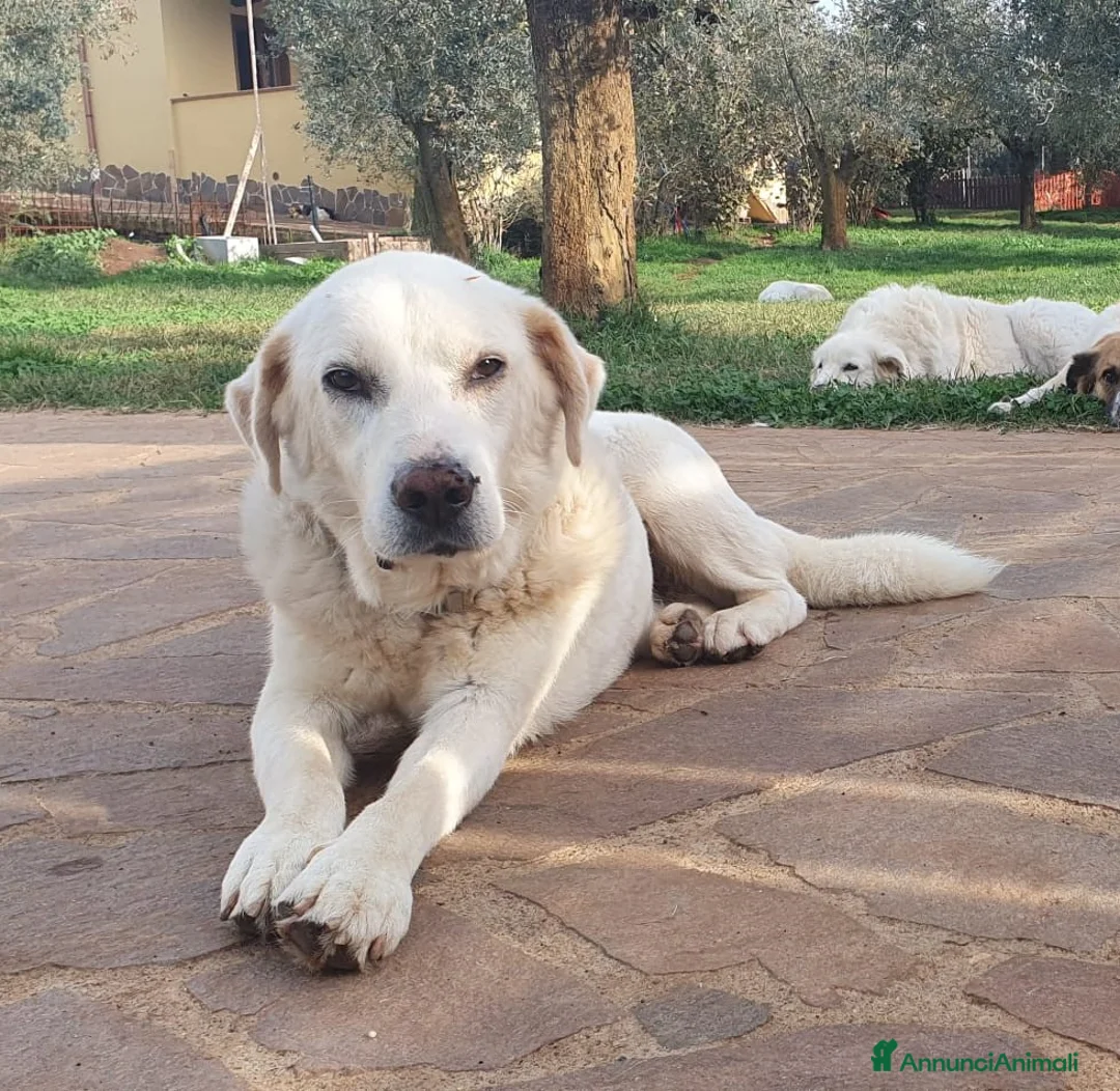 Meticcio cani in regalo: ZENO un ragazzone dolcissimo a Pomezia - Annuncio 7