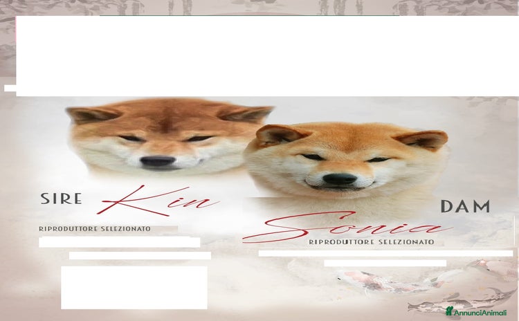 Shiba Inu cani in vendita a Provincia di Treviso - Annuncio 1