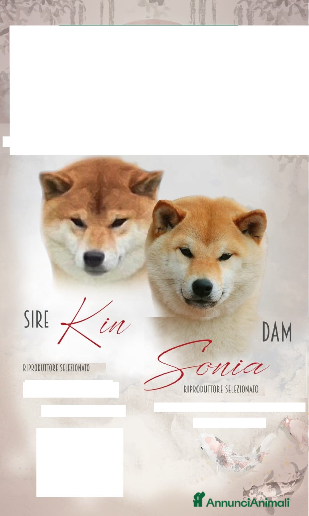 Shiba Inu cani in vendita: cucciole shiba inu riproduzione selezionata a Provincia di Treviso - Immagine 1