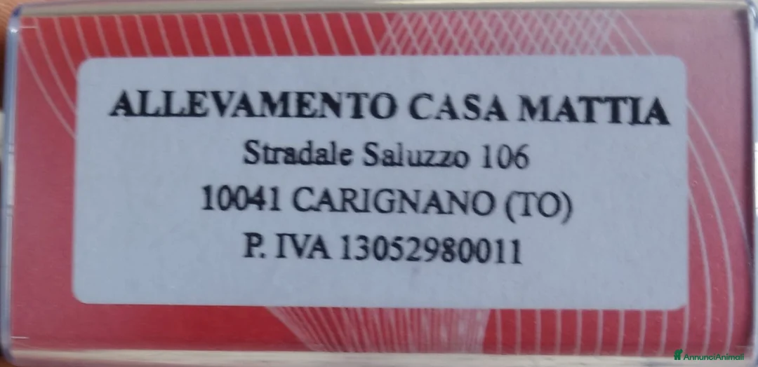 Immagine della galleria {{count}}