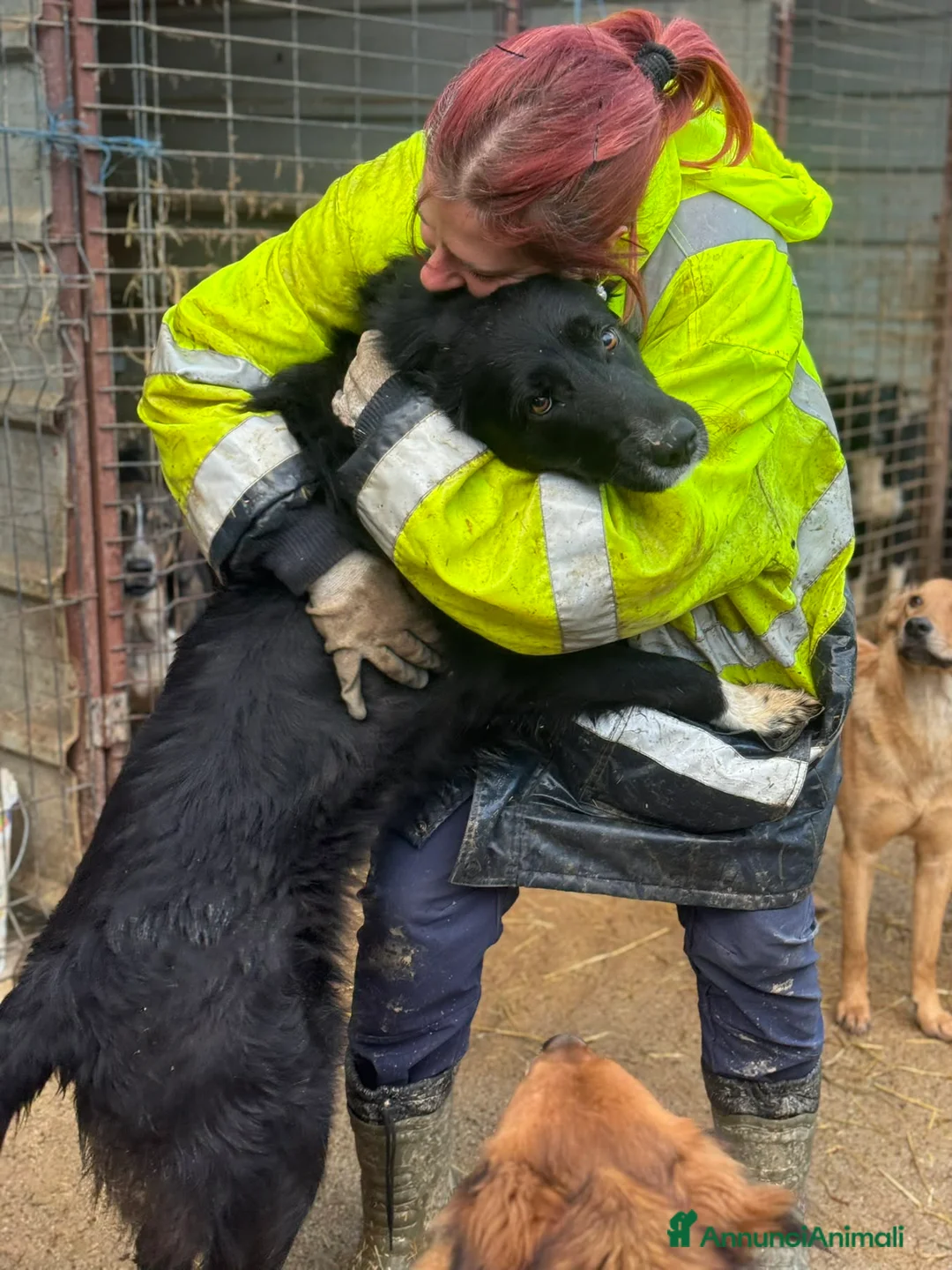 Meticcio cani in regalo: DEJAN, affettuosissimo cagnolone di taglia GRANDE - Annuncio 4