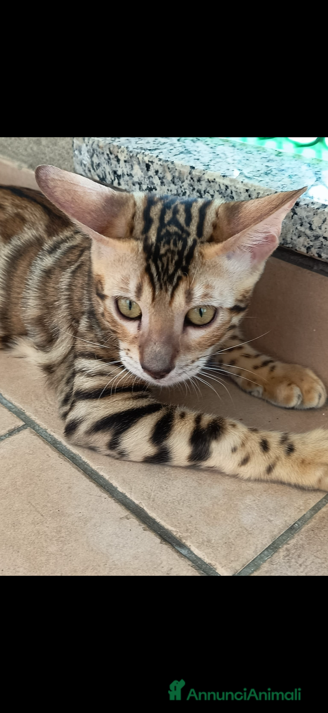 Bengala gatti in vendita: Cuccioli bengala - Annuncio 9