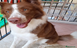 Border Collie cani in regalo: Regalo border colli - Immagine 1