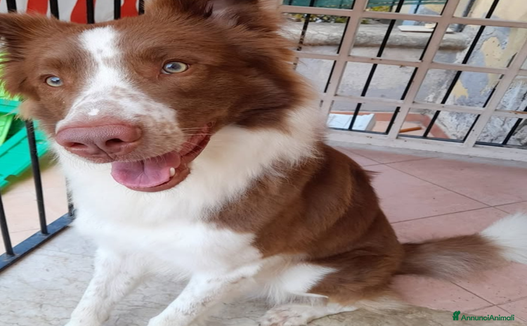 Border Collie cani - Annuncio 2