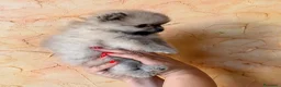 Volpino Pomerania cani in vendita: Cuccioli di Pomerania nano  - Annuncio 3