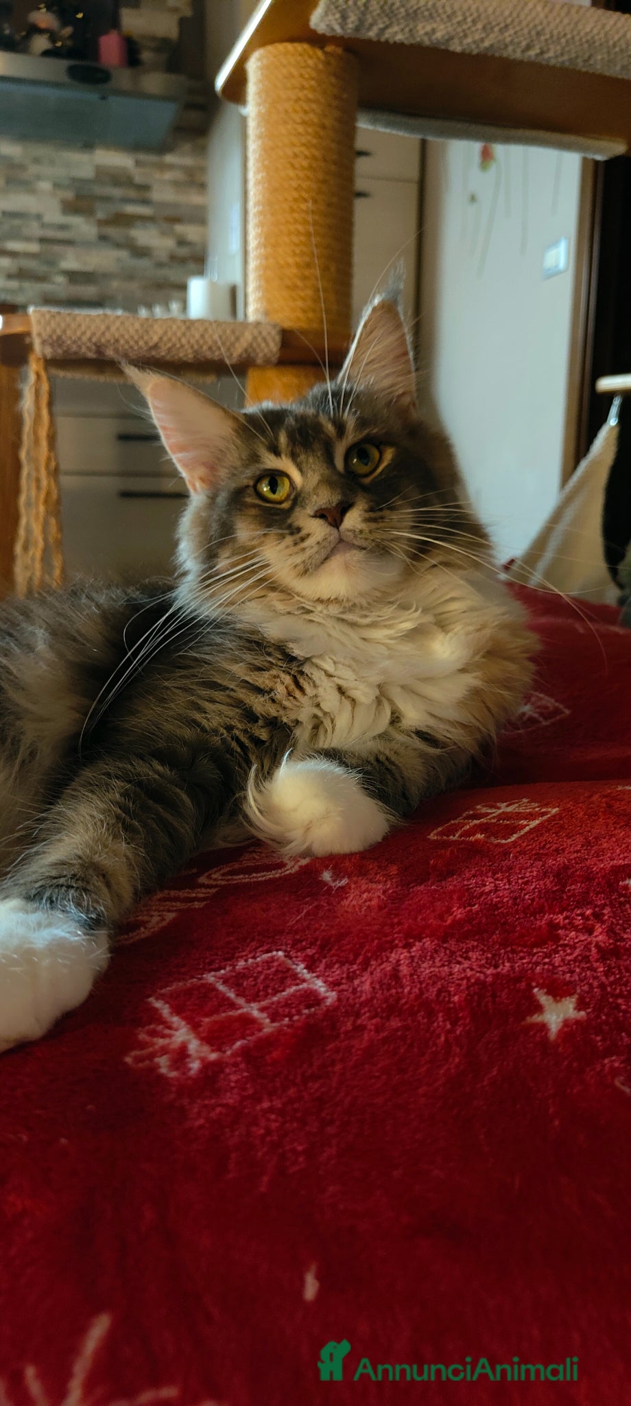 Maine Coon gatti Cuccioli Maine Coon  - Annuncio 1