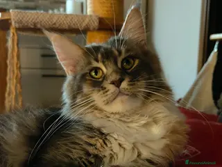 Maine Coon gatti Cuccioli Maine Coon - Annuncio 2