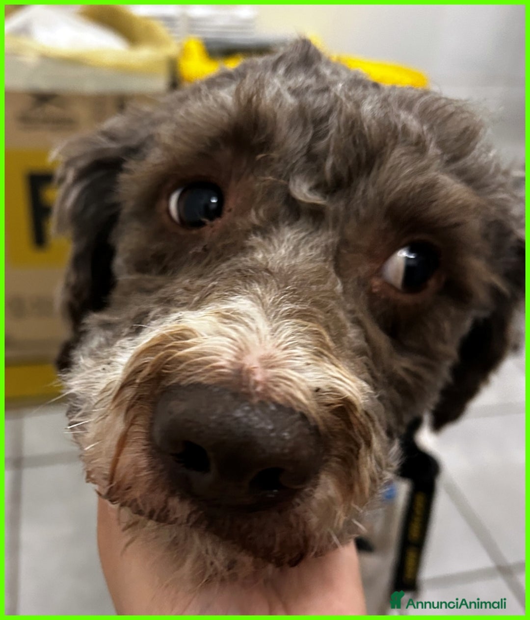 Lagotto cani in regalo: PICONE, SIMIL LAGOTTINO 2 ANNI, RECUPERATO LEGATO  a Città metropolitana di Milano - Annuncio 3