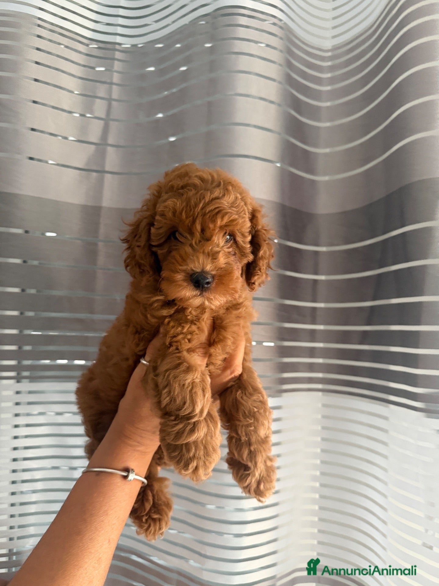 Barboncino cani Meravigliosi cuccioli di Barbone nano Red  - Annuncio 2