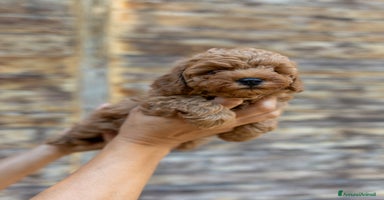 Barboncino Toy cani a Città Metropolitana di Bologna - Annuncio 7