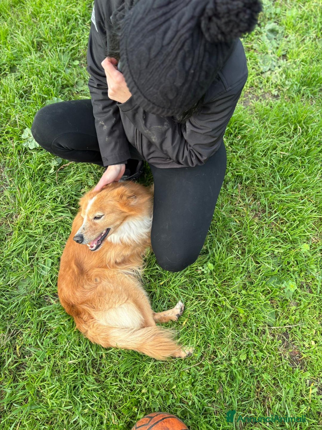 Meticcio cani in regalo: RICKY. 💙 - simil volpino taglia piccola - Annuncio 6