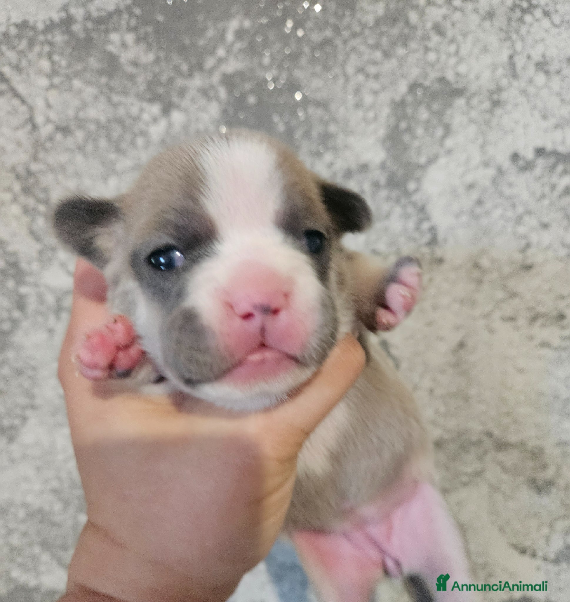 Bulldog Francese cani Bulldog francese femmina  - Annuncio 1