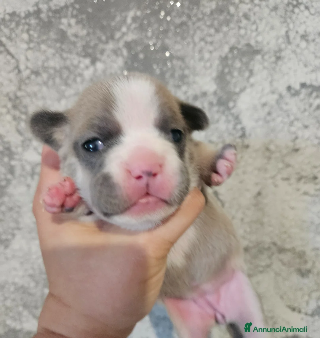 Bulldog Francese cani in vendita: Bulldog francese femmina  a Città Metropolitana di Torino - Annuncio 1