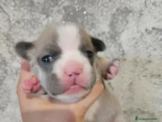 Bulldog Francese cani Bulldog francese femmina - Annuncio 4