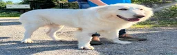 Meticcio cani in regalo: RAMBO MAREMMANO - Annuncio 8