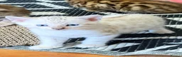 Bengala gatti in vendita: gatto bengala  - Annuncio 4
