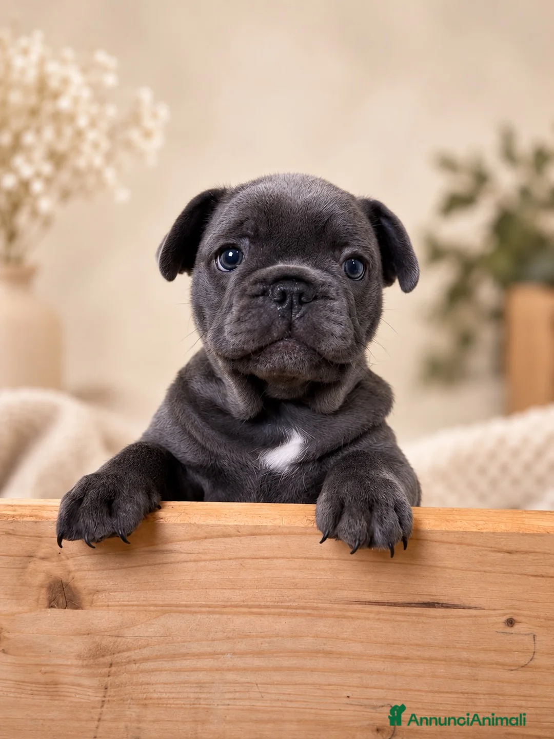 Bulldog Francese cani in vendita: Cucciole Bulldog Francese femmine disponibili.  - Annuncio 2