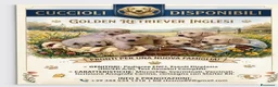 Golden Retriever cani in vendita: GoldenRetriver linea inglese - Annuncio 1