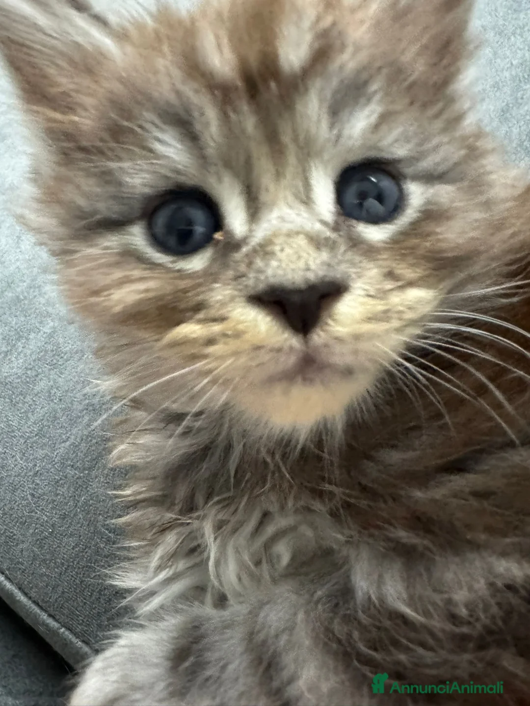 Maine Coon gatti in vendita: Cucciolata Maine coon - Annuncio 9