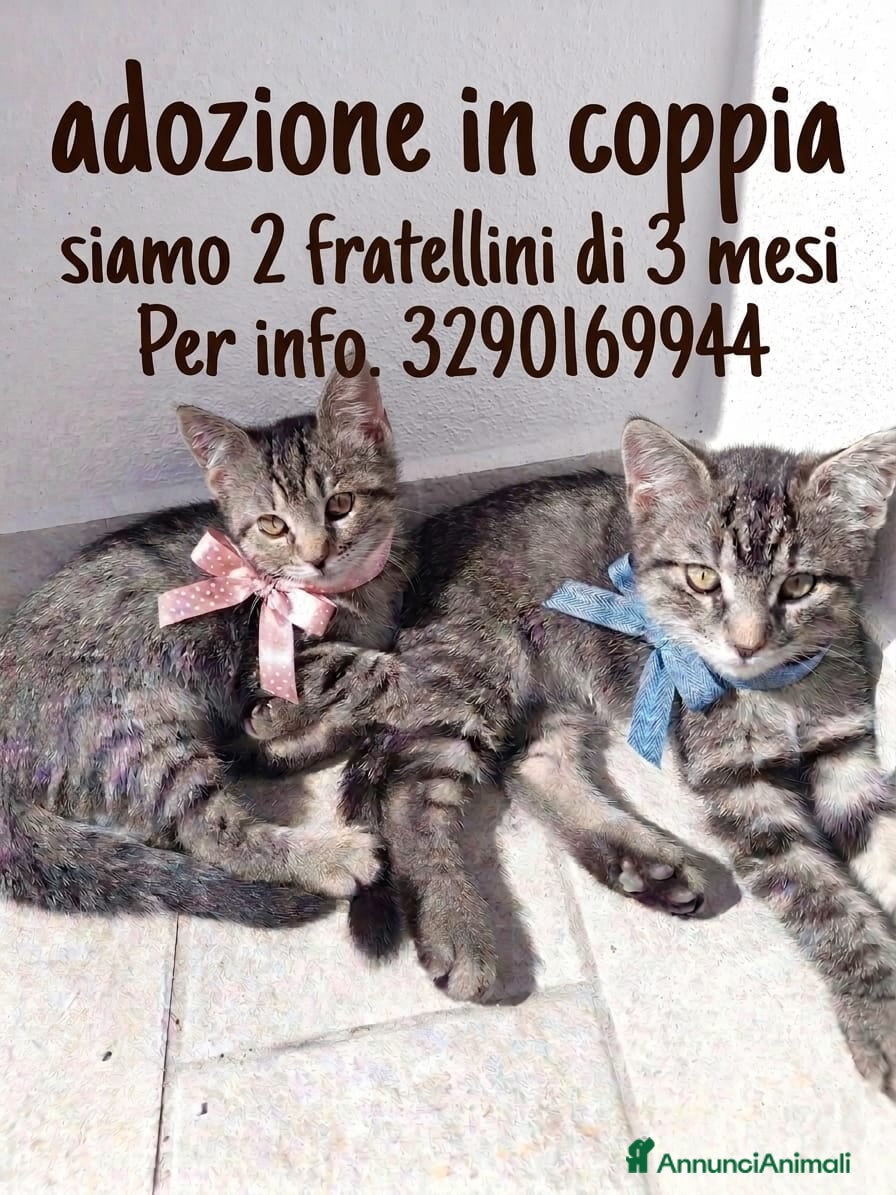 Altre razze gatti CERCANO CASA 🏡  - Annuncio 11