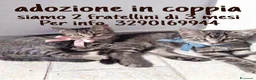 Altre razze gatti in regalo: CERCANO CASA 🏡  - Annuncio 1