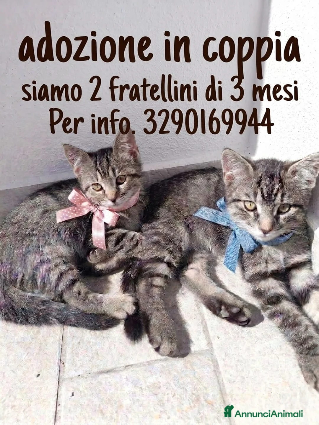 Altre razze gatti in regalo: CERCANO CASA 🏡  - Annuncio 1