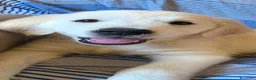 Golden Retriever cani in vendita: Golden retriever inglese - Annuncio 5