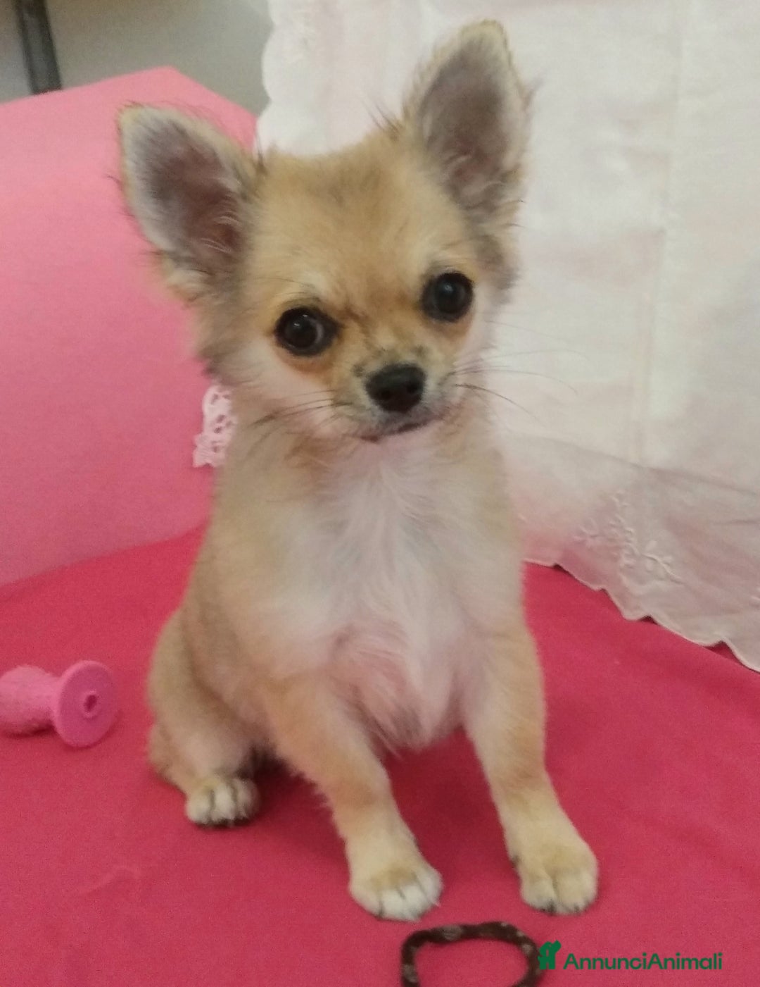 Chihuahua cani in vendita: Chihuahua Femmina a pelo lungo con Pedegree Enci  - Annuncio 19