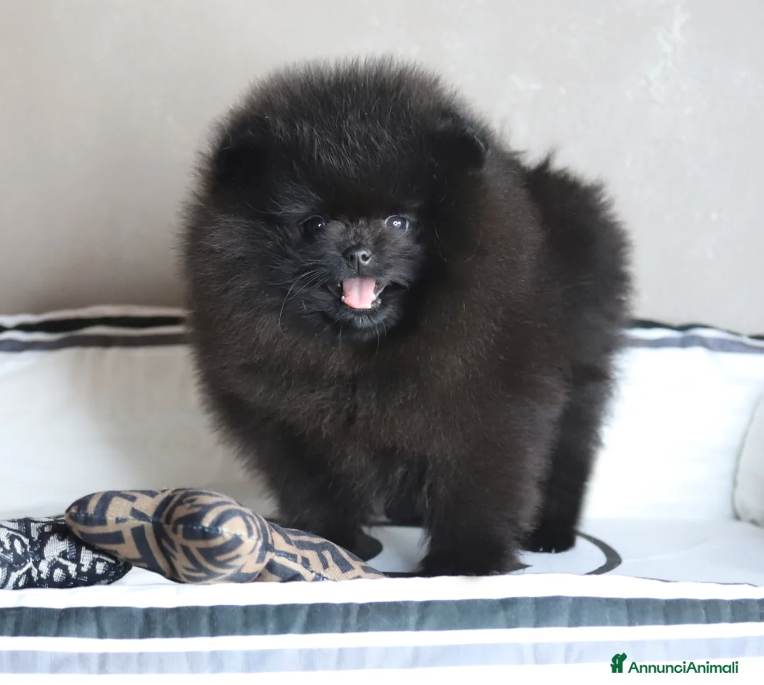 Spitz cani in vendita: Spitz Nano Pomerania di 3 mesi  - Annuncio 4