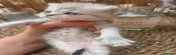Altre razze gatti in vendita: Meravigliosi Cuccioli in Arrivon  🐾 - Annuncio 5