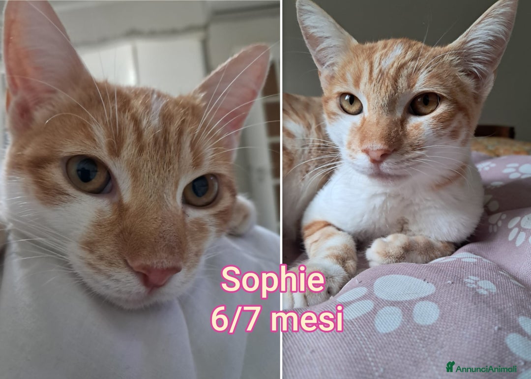 Altre razze gatti in regalo: GATTINI ESCLUSI DA TUTTI! - Annuncio 5