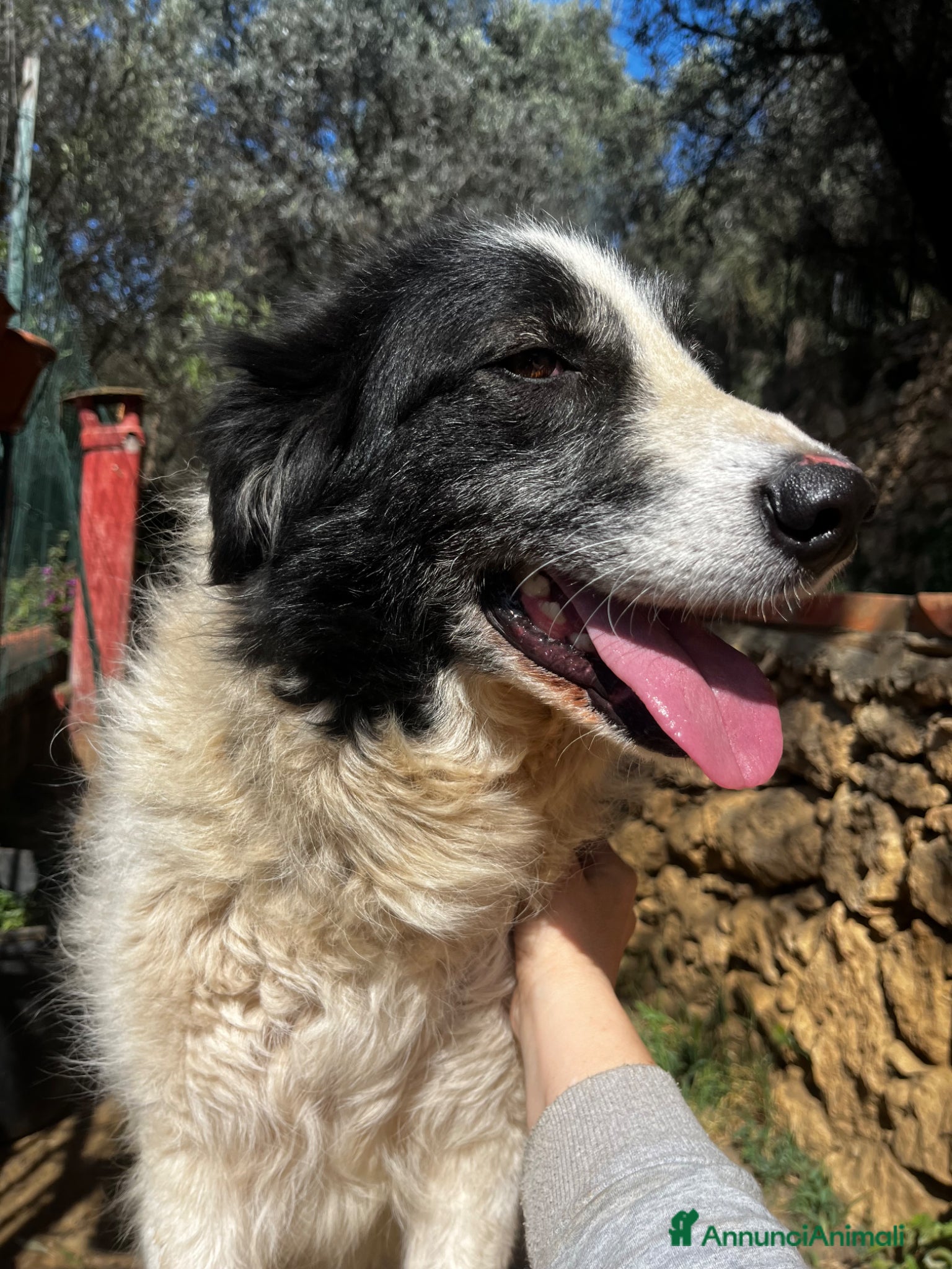 Meticcio cani Fortuna - Annuncio 4