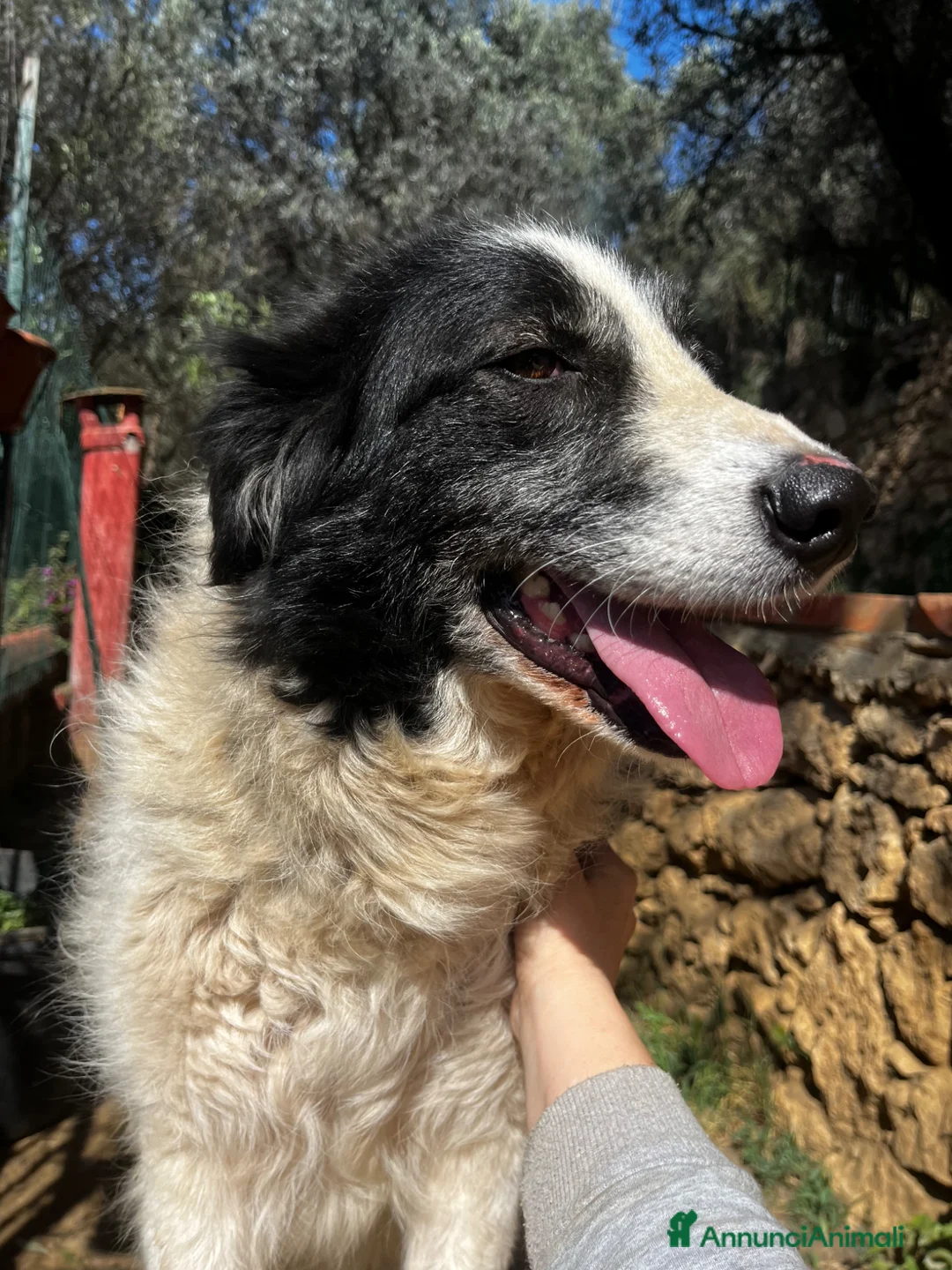 Meticcio cani in regalo: Fortuna - Annuncio 1