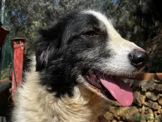 Meticcio cani Fortuna - Annuncio 4