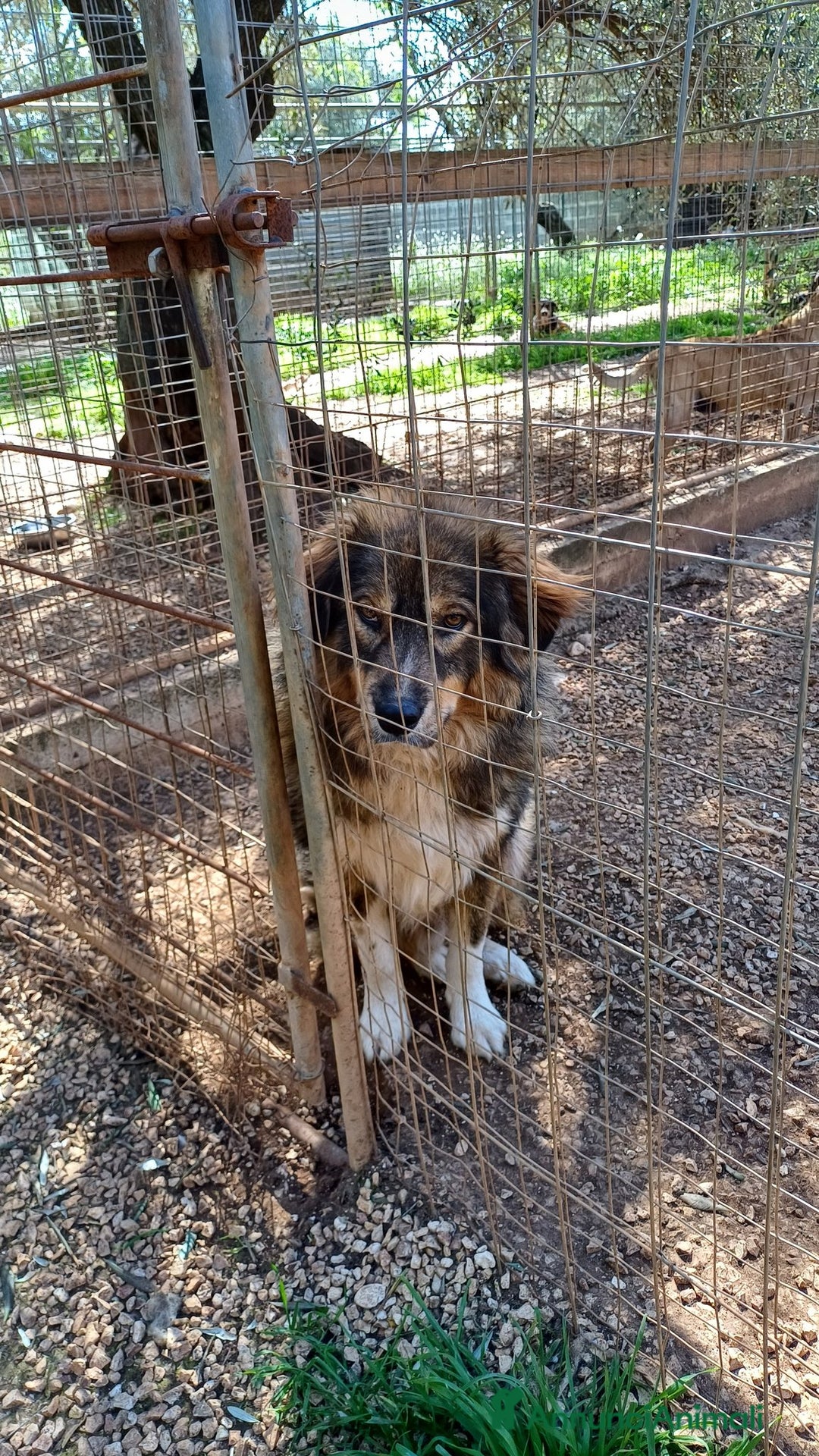 Pastore dei Carpazi cani in regalo: Vax, dietro la sua stazza c è tanto amore - Annuncio 7
