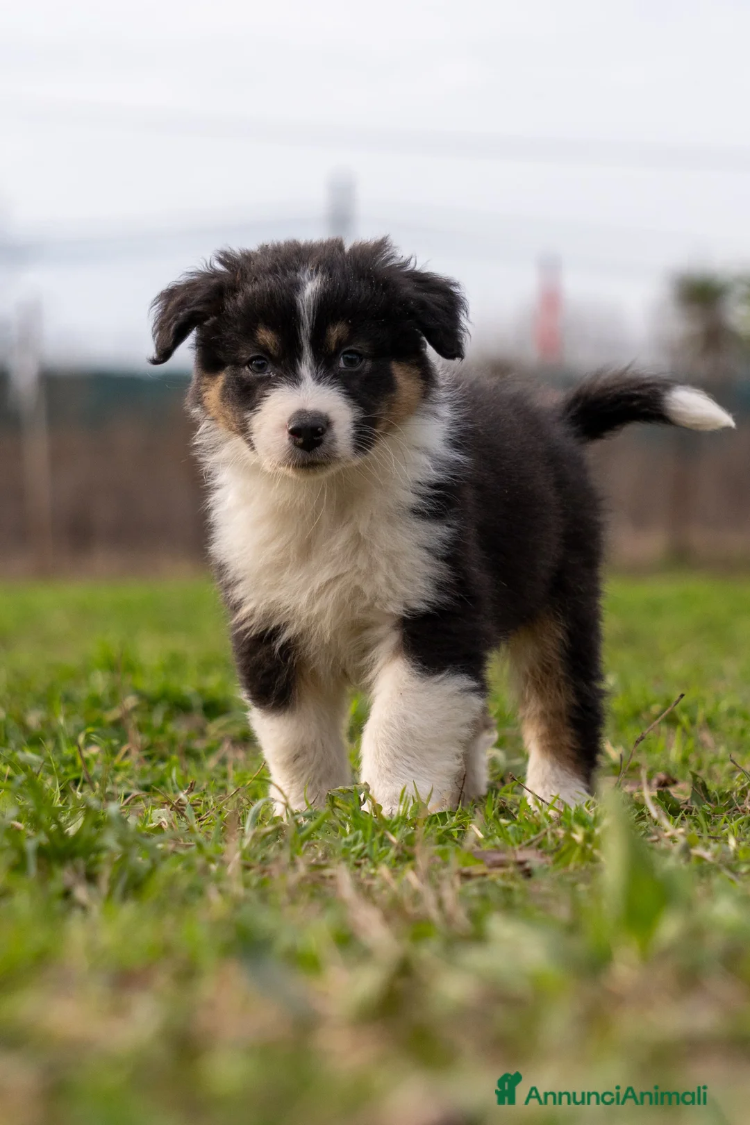 Australian Shepherd cani in vendita: Australian Shepherd  - Annuncio 13