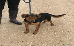 Meticcio cani in regalo: Cico giovanissimo simil pinscher  in adozione a Provincia di Latina - Immagine 4