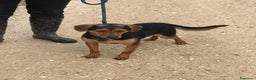 Meticcio cani in regalo: Cico giovanissimo simil pinscher  in adozione a Provincia di Latina - Annuncio 4