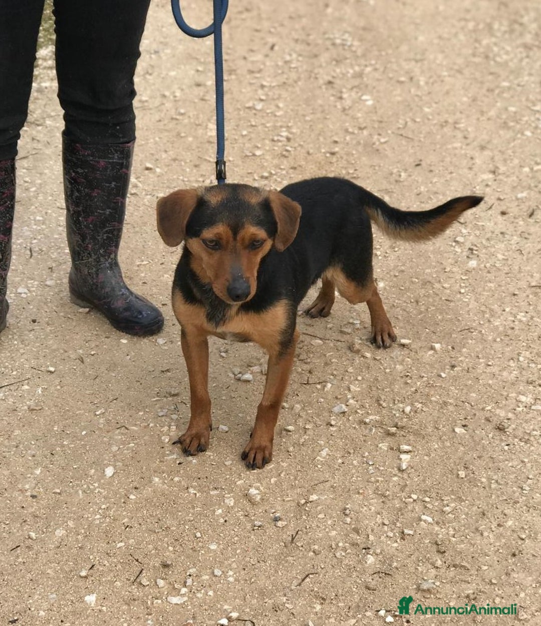 Meticcio cani in regalo: Cico giovanissimo simil pinscher  in adozione a Provincia di Latina - Immagine 4