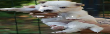 Yakutian Laika Cucciolo 8